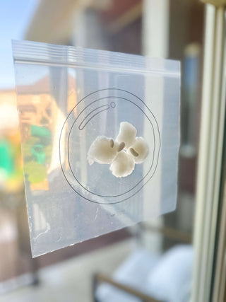 Grow Food in Space activity materials, teaching children about hydroponics and plant growth in zero gravity