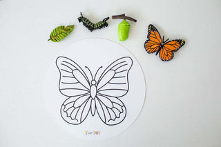Butterfly Explorer Kit