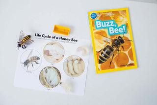 The World of Bees Kit