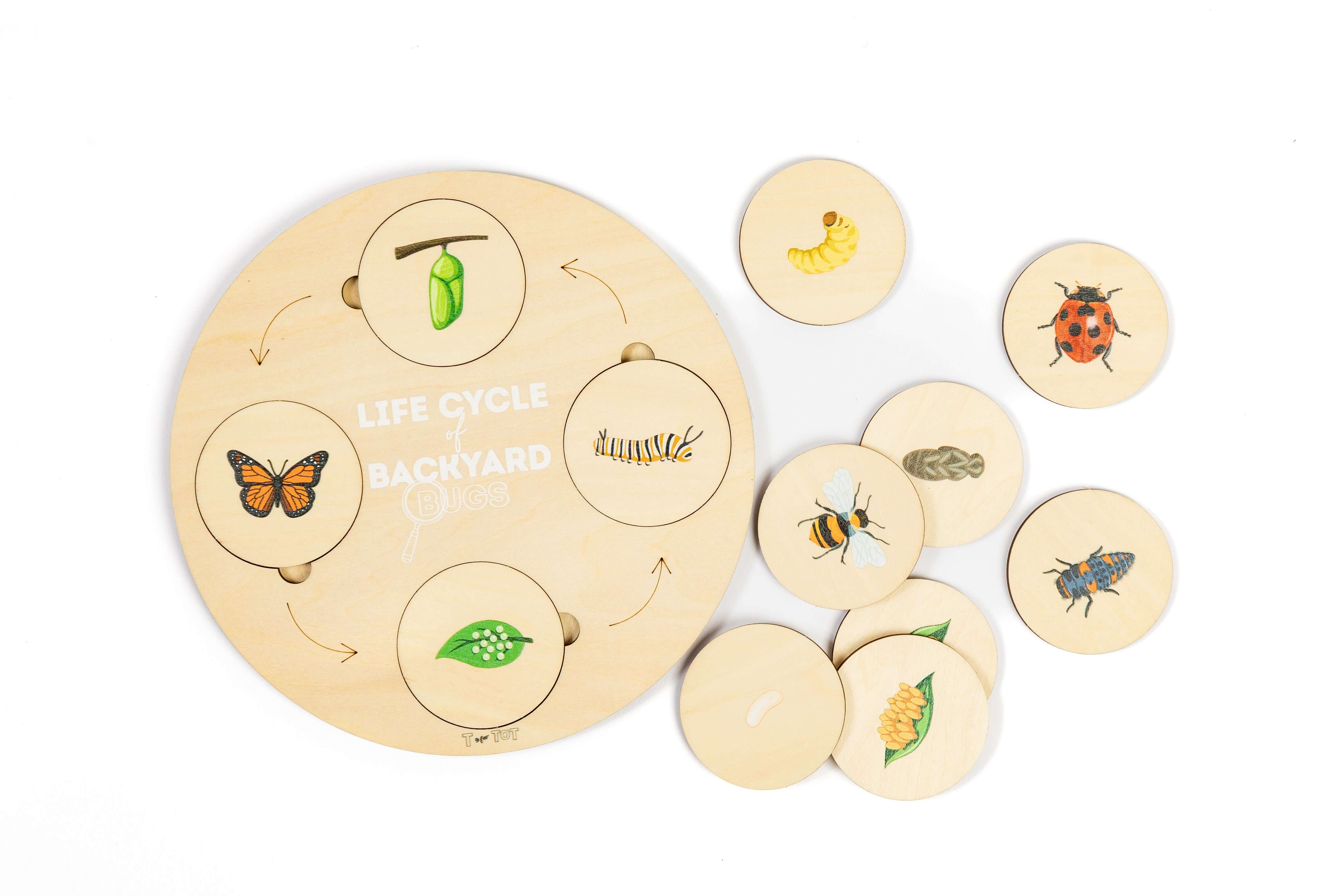 Wooden insect life cycle puzzle with magnifying glass for preschool science and observation activities