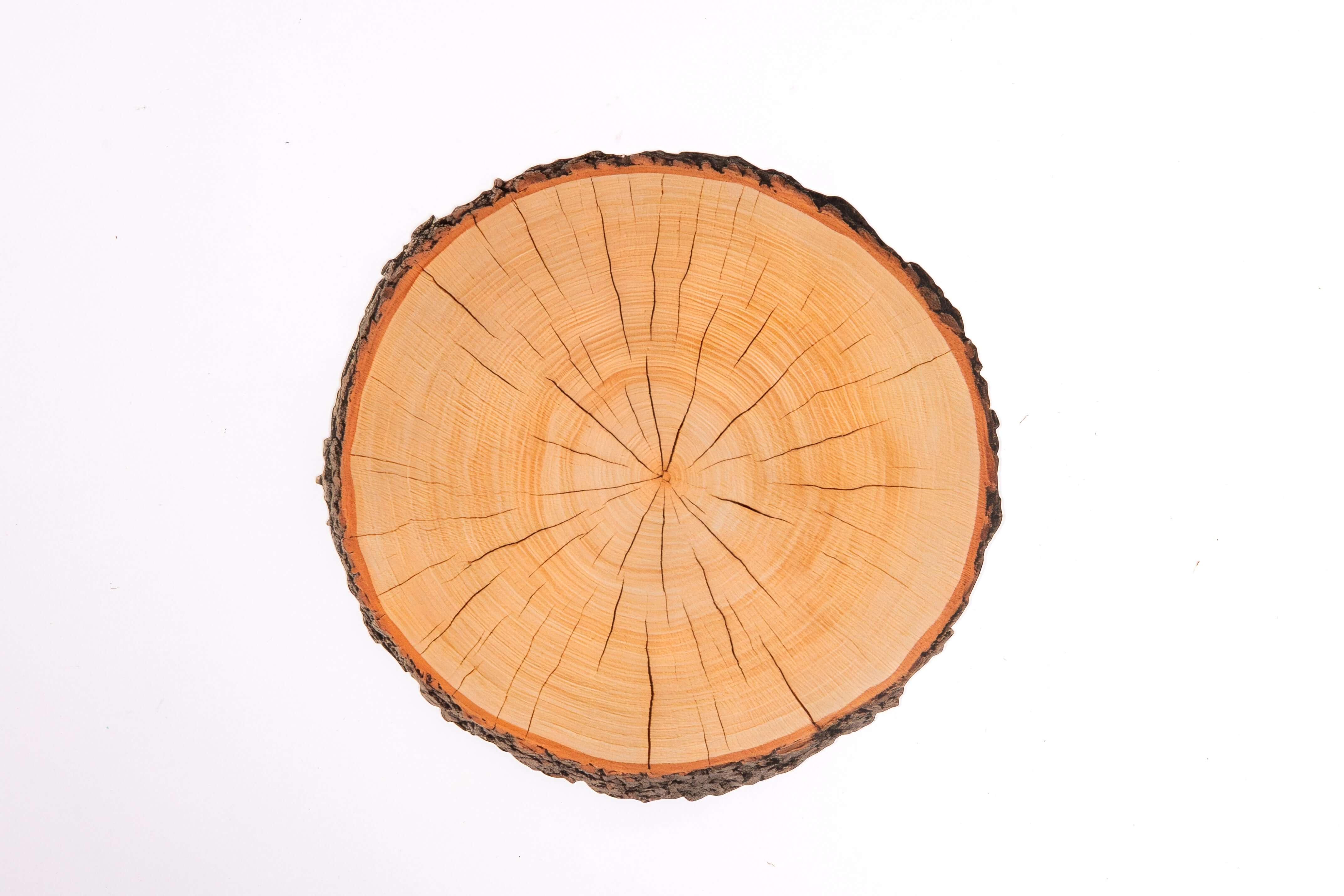 Where the Wild Trees Grow Kit