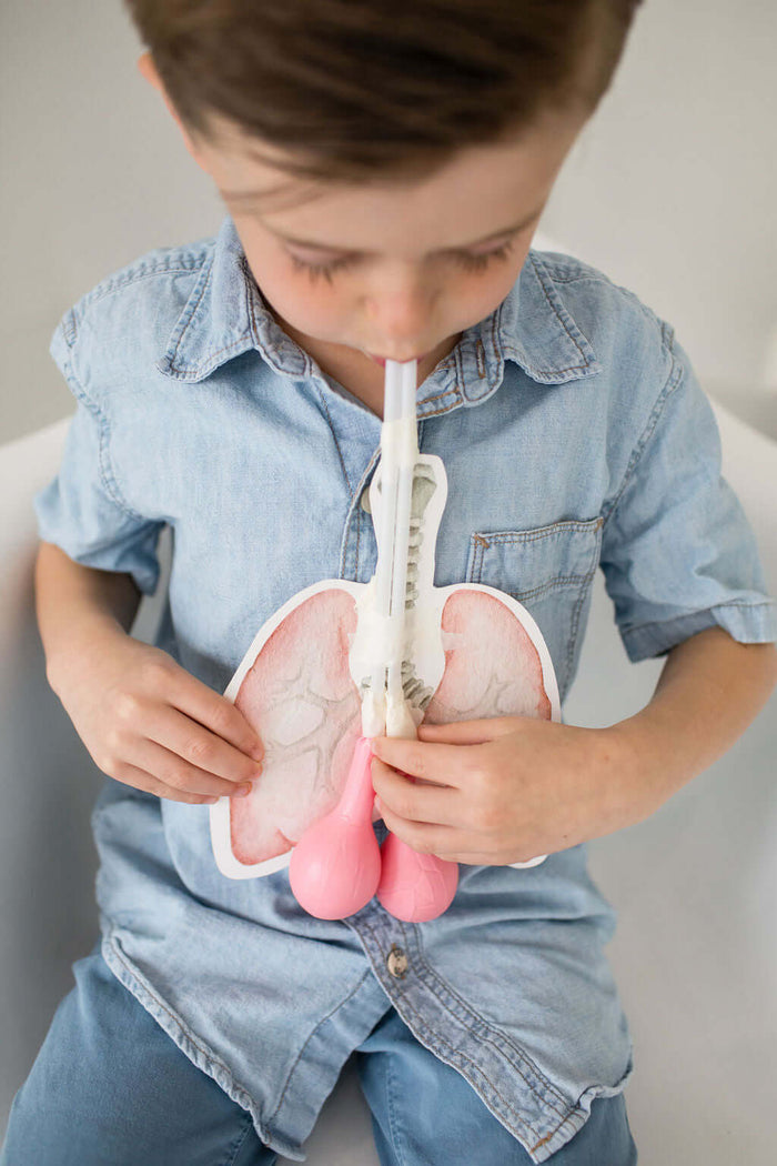 How Lungs Work