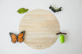 Butterfly Explorer Kit