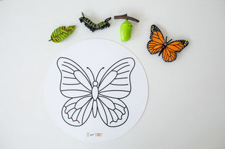 Butterfly Explorer Kit