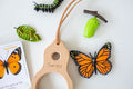 Butterfly Explorer Kit