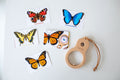 Butterfly Explorer Kit