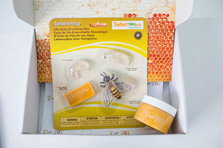 The World of Bees Kit